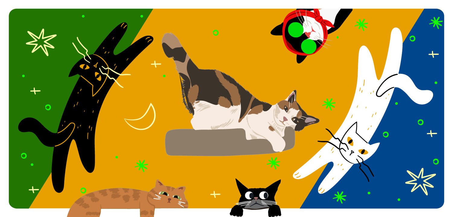 SmeLLLy Cat